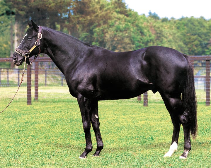 Reinforcing Halo and his son Sunday Silence