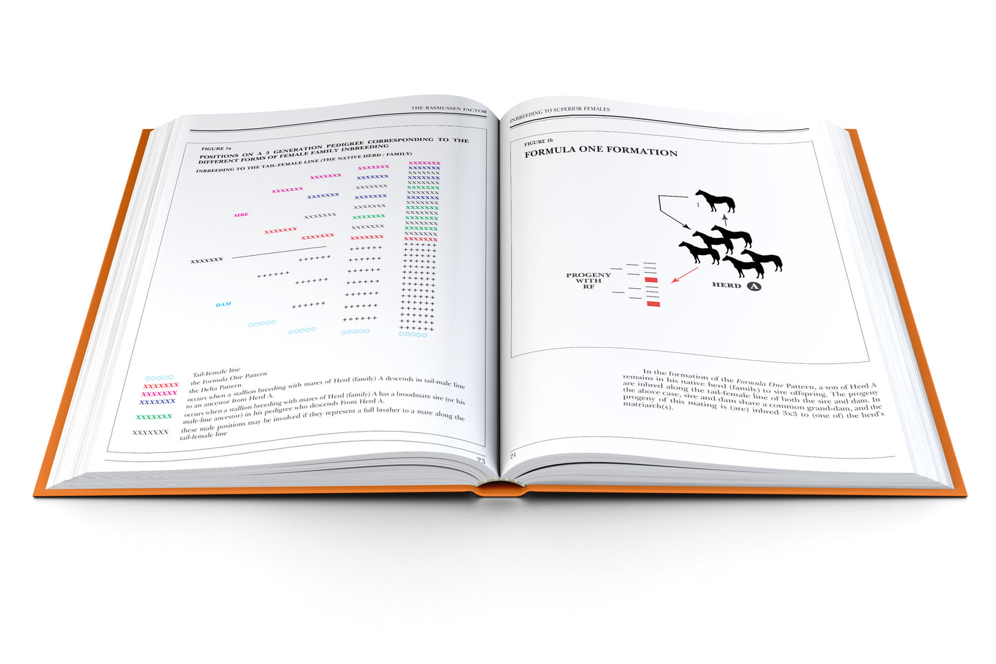 Inbreeding to superior females - Rasmussen Factor