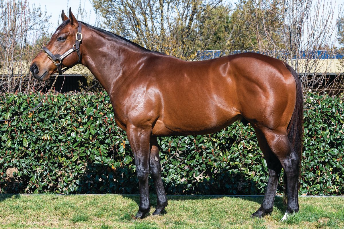 Great timing at Kooringal Stud