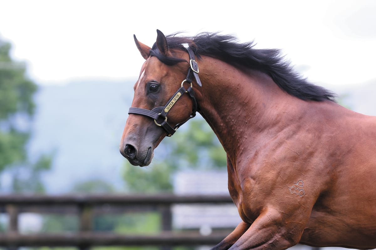 Waikato Stud