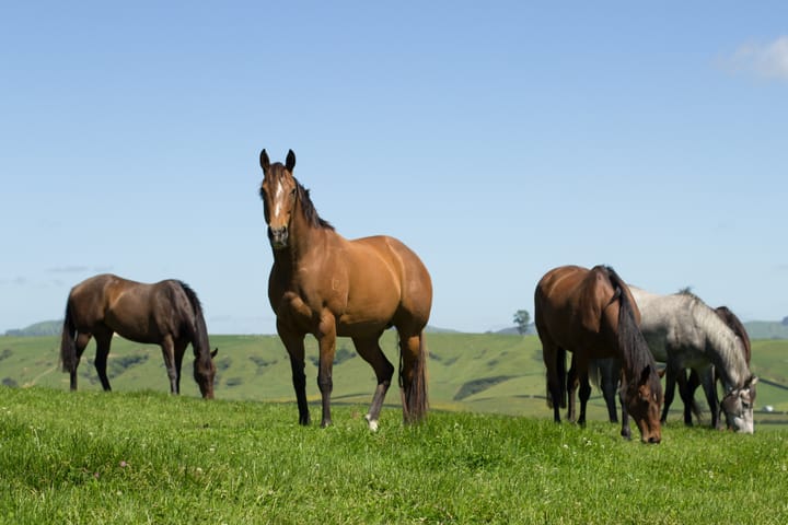 Pencarrow Stud a spectacular source of racetrack success